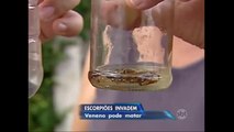 Moradores de São Paulo enfrentam invasão de escorpiões