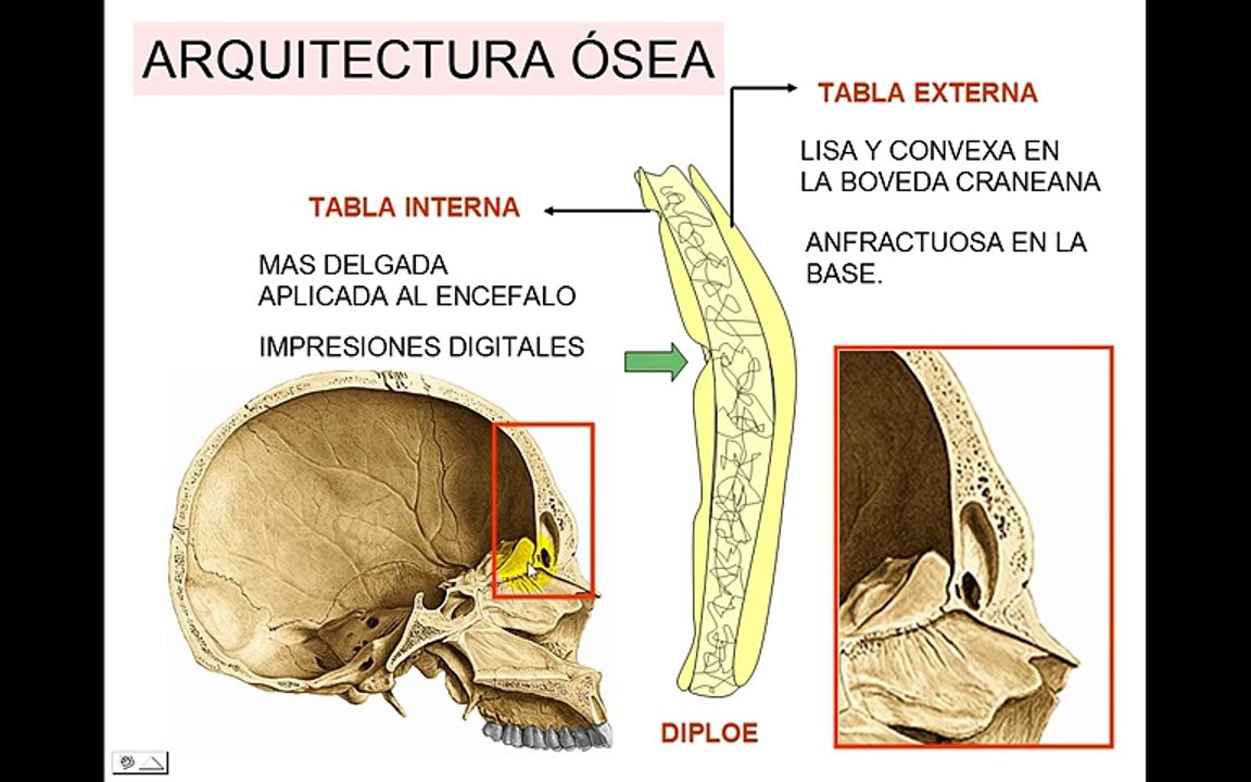 Craneo 1: Generalidades