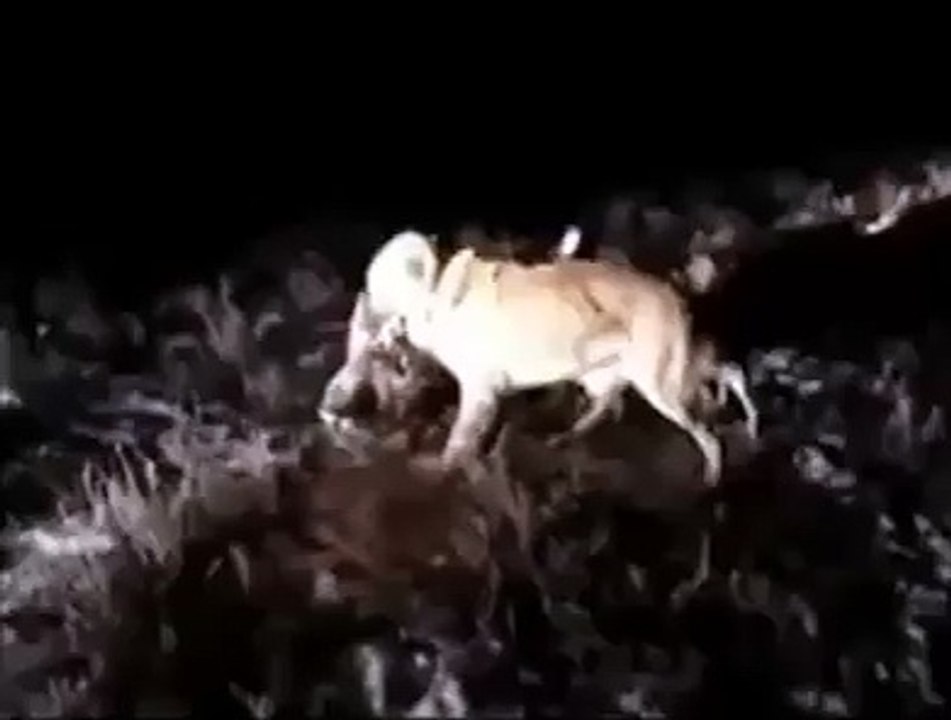 Russian Alabai vs Wild Boar