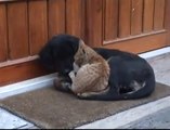 Kedi ile köpek aşkı... cat and dog fell in love with each other