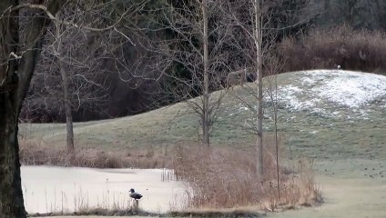 Ce Coyote joue avec une balle comme un chien... Adorable