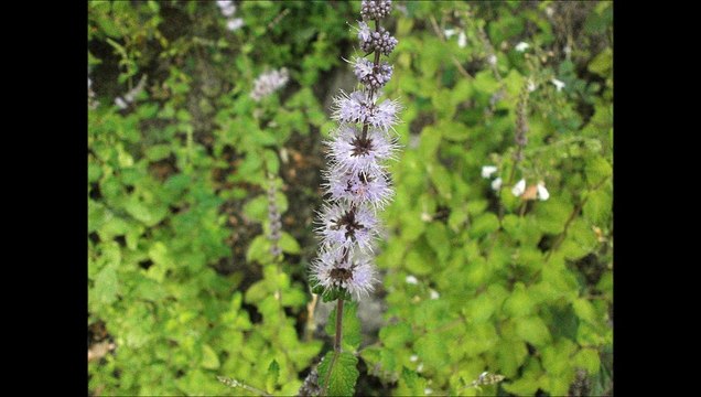 SALVE SANCTA PARENS (Messe Corse chanté en Latin )