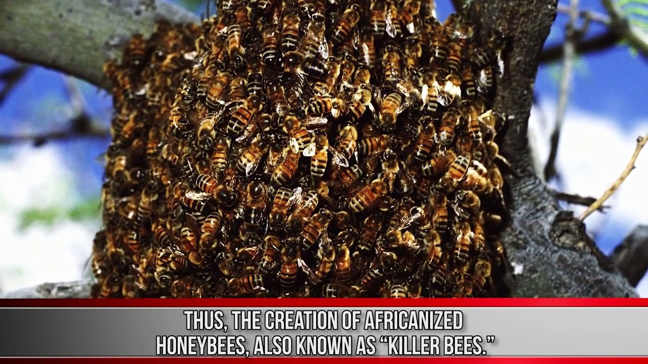 10 Insects You Wont Believe Actually Exist