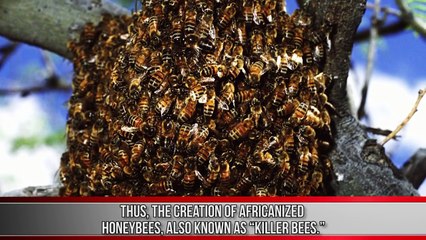 10 Insects You Wont Believe Actually Exist