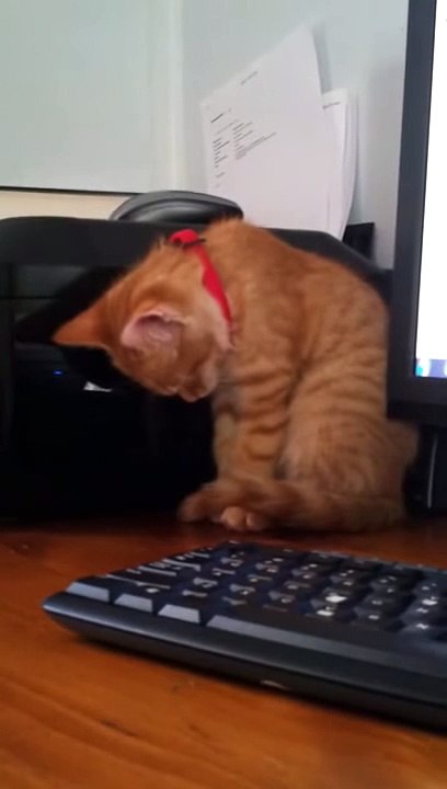 شاهد رد فعل قطة تسمع القرآن - سبحان الله