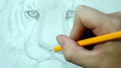 How to Draw a Tiger Realistic Pencil Drawing