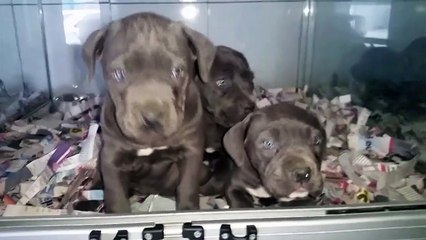 satilik-cane-corso-yavruları