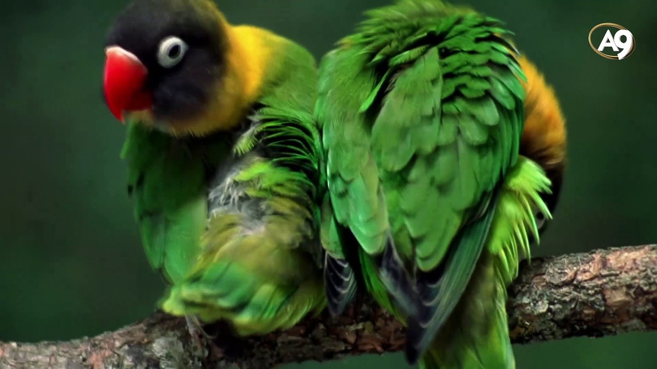 Sarmal formda gelişen boynuzlar ve dişler