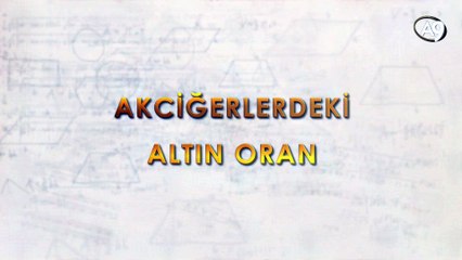 Akciğerlerdeki altın oran