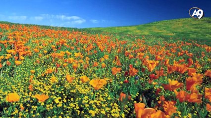 Yapraklar ve altın oran