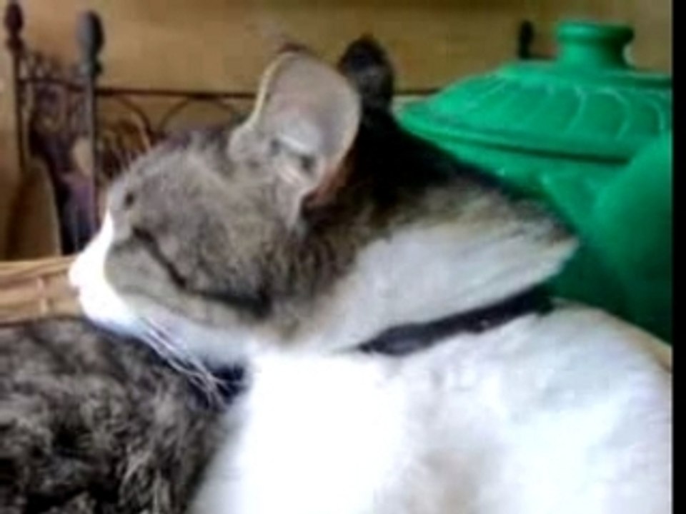 Mon chat: ***Minou!!!***