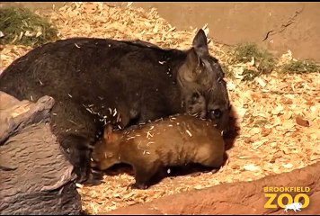 Cute Wombat Joey at  Karoo Black-footed Cat Playing in Fragile  Hippo Plays it Cool in the Pool  and Dolphin Shows Brookfield Zoo