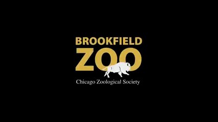 Butterflies! is Flying Away Soon Karoo Black-footed Cat Playing in Fragile  Hippo Plays it Cool in the Pool  and Dolphin Shows !Karoo Black-footed Cat Playing in Fragile  Hippo Plays it Cool in the Pool  and Dolphin Shows