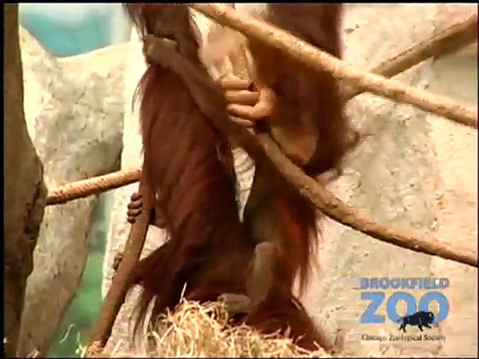 Orangutan Baby at Brookfield Zoo Karoo Black-footed Cat Playing in Fragile  Hippo Plays it Cool in the Pool  and Dolphin Shows