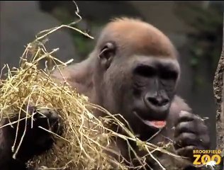Great Gorillas Going Ape at Karoo Black-footed Cat Playing in Fragile  Hippo Plays it Cool in the Pool  and Dolphin Shows Zoo
