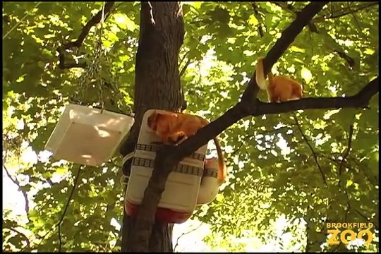Golden Lion Tamarins in the Trees at Brookfield Zoo