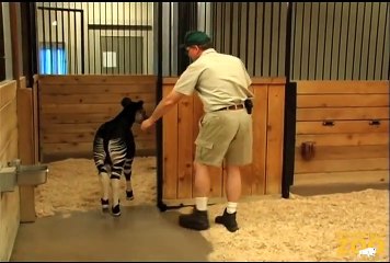 Rare Okapi Calf Born at Brookfield Zoo