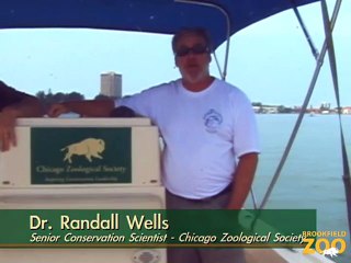 CZS Dolphin Researchers Study Impact of Oil Spill