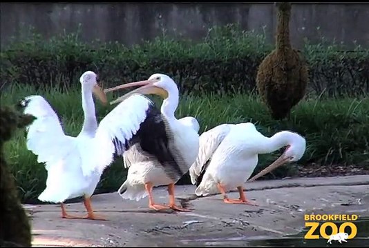 CZS Collaborates on U.S. Geological Survey Study of Asian Carp