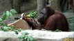 Maggie Orangutan Turns 50 Years Young