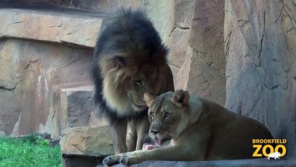 ZooBrew This Weekend! ippo Plays it Cool in the Pool  and Dolphin Shows