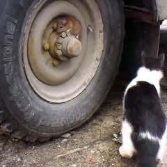 Cat Catch A Mouse