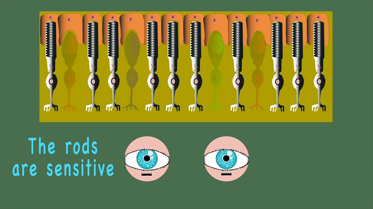 The Human Body for Kids/Learn about the Human Body for Children/Eye Song for Children