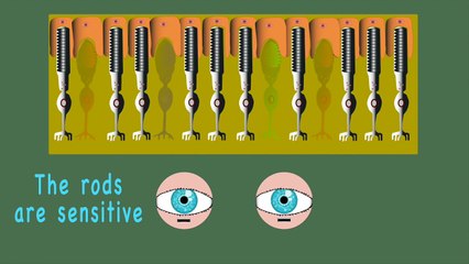 The Human Body for Kids/Learn about the Human Body for Children/Eye Song for Children
