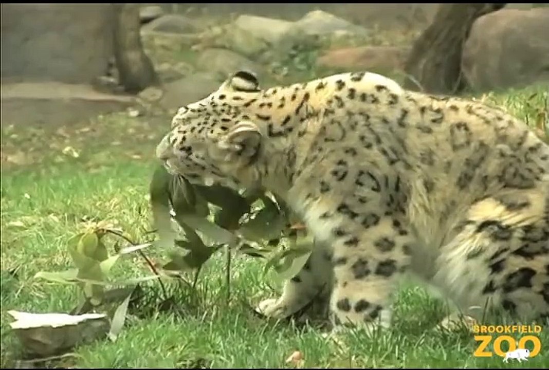 Young Snow Leopards Arrive at   Hippo Plays it Cool in the Pool  and Dolphin Shows Cookie Cockatoo Turns Brookfield Zoo