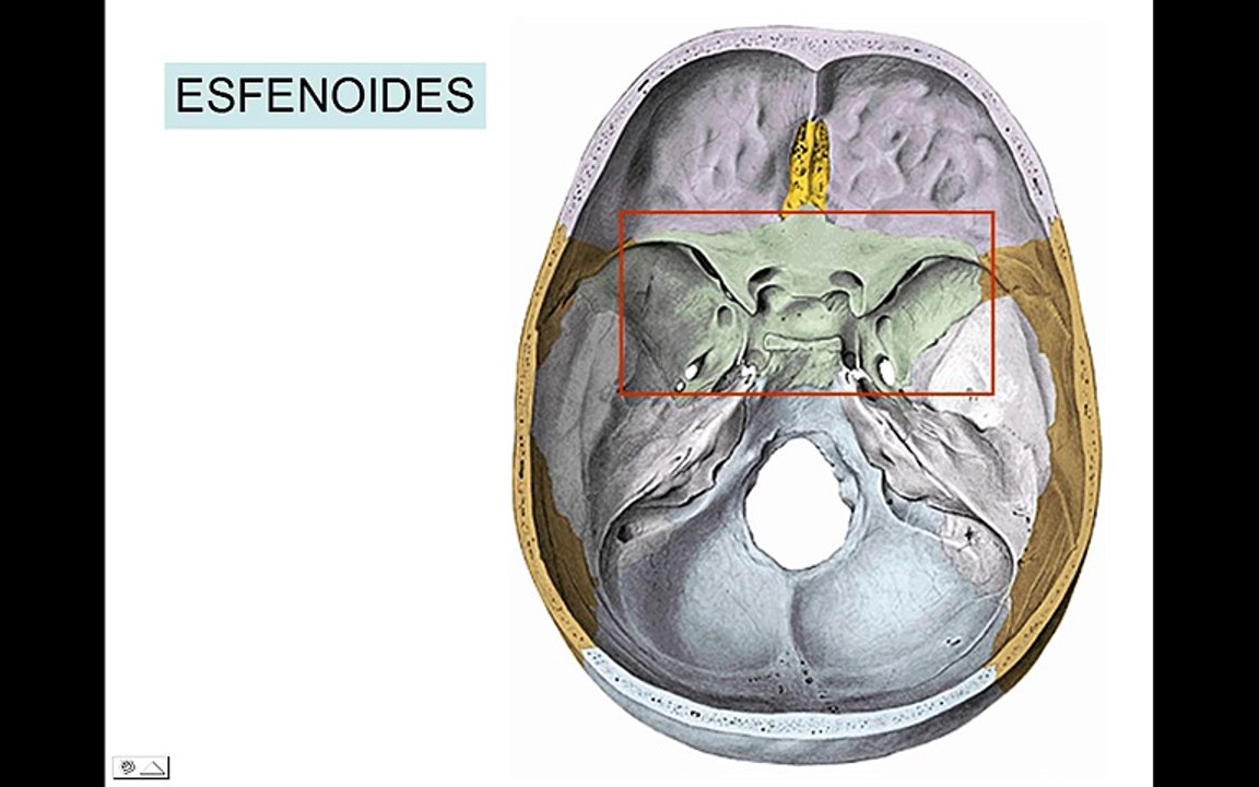 HUESOS DEL CRANEO 3: Esfenoides