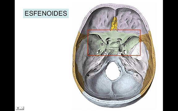 HUESOS DEL CRANEO 3: Esfenoides