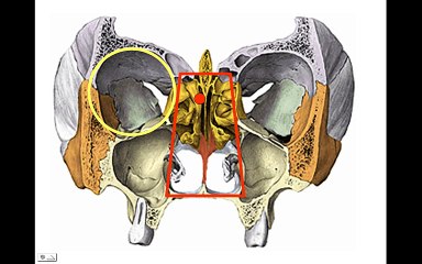 HUESOS DEL CRANEO 5: Etmoides