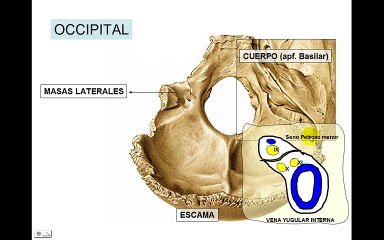 HUESOS DEL CRANEO 6: Occipital