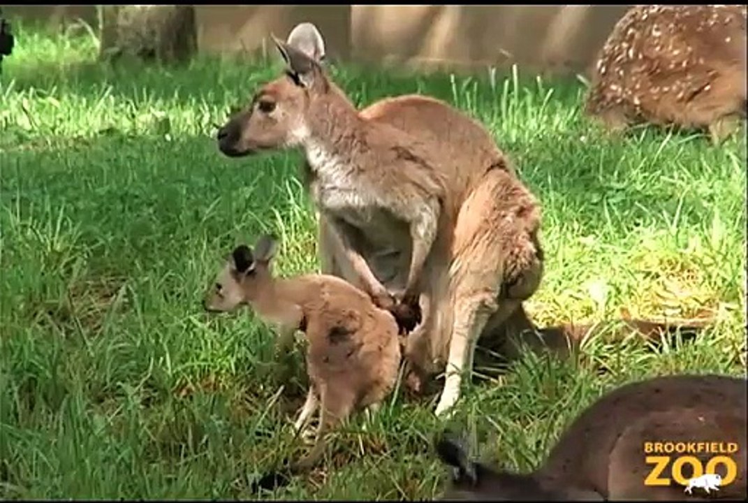 Kangaroo Kids (Joeys) at   Hippo Plays it Cool in the Pool  and Dolphin Shows Cookie Cockatoo Turns  Brookfield Zoo