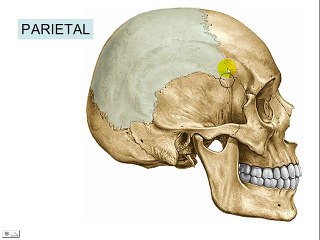 HUESOS DEL CRANEO 7: Parietal