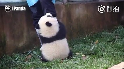 Clingy baby panda gets very attached to rain boot...and just won't let it go