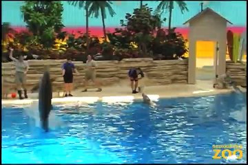 Dolphin Shows at   Hippo Plays it Cool in the Pool  and Dolphin Shows Cookie Cockatoo Turns Brookfield Zoo