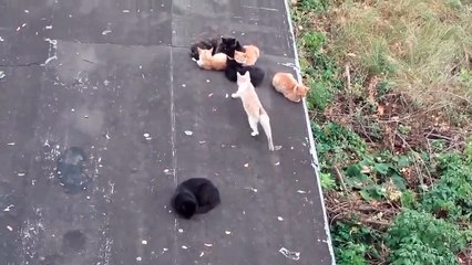 Cat Dominates | Funny Cats Animals | Very Funny Video