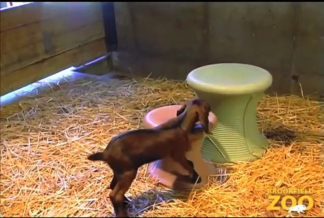Goat Kids Born at Children's Zoo  Hippo Plays it Cool in the Pool  and Dolphin Shows Cookie Cockatoo Turns