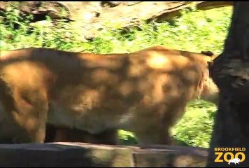 TLC and African Lions at  Hippo Plays it Cool in the Pool  and Dolphin Shows Cookie Cockatoo Turns  Zoo