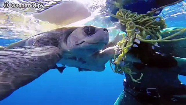 Люди вызволяют зверей из сложностей