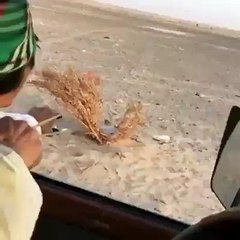 aisa shakari apny kbi nai daikha hoga kia kamal hy
