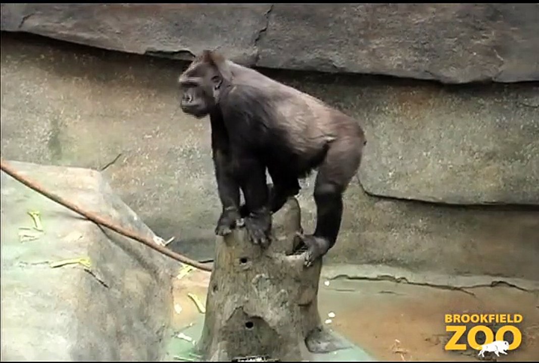Hippo Plays it Cool in the Pool  and Dolphin Shows Cookie Cockatoo Turns  Gorillas Enjoy New Enrichment Structures at Brookfield Zoo