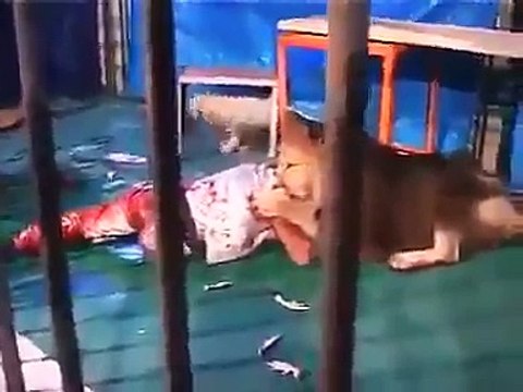 kis tarah shair ny bndy ka shikaar kia hy