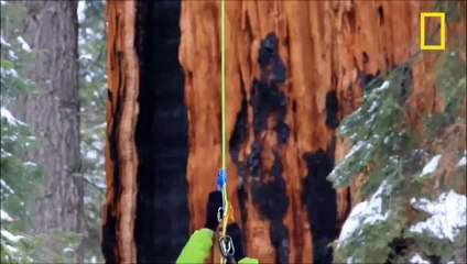 Un arbre vieux de 3200 ans ! Tellement grand qu'il n'avait jamais été pris en photo en entier.