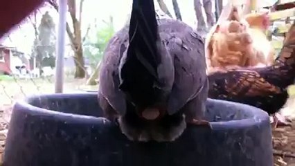 Hen while giving an egg ll Praise Allah ll