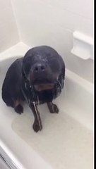 This Rottweiler's Reaction To Getting A Bath Is Unusual... But The Cutest Ever