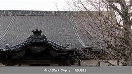 Acid Black Cherry