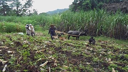 Harvesting Corn