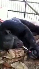 funny monkey smoking cigrate